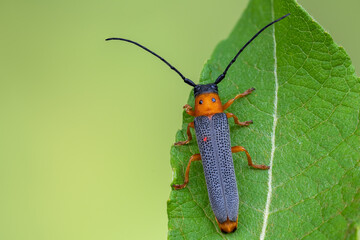 a longhorn beetle - Oberea oculata