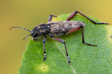 a longhorn beetle - Xylotrechus rusticus