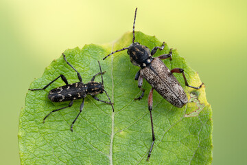a longhorn beetle - Xylotrechus rusticus