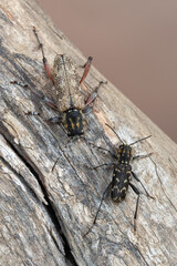 a longhorn beetle - Xylotrechus rusticus