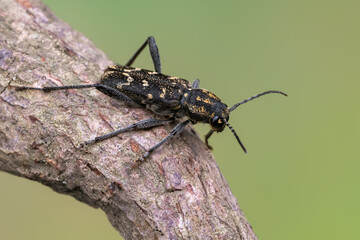 a longhorn beetle - Xylotrechus rusticus