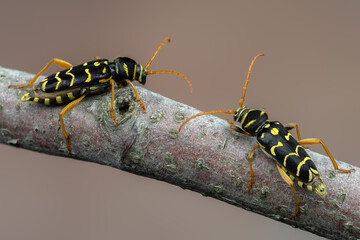 a longhorn beetle - Plagionotus arcuatus