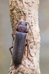 a longhorn beetle - Arhopalus rusticus