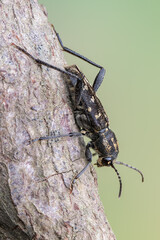 a longhorn beetle - Xylotrechus rusticus
