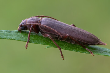 a longhorn beetle - Arhopalus rusticus