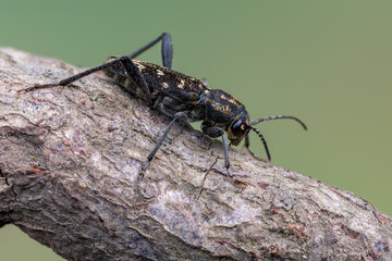 a longhorn beetle - Xylotrechus rusticus