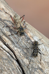 a longhorn beetle - Xylotrechus rusticus