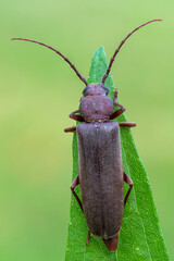 a longhorn beetle - Arhopalus rusticus