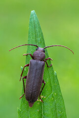 a longhorn beetle - Arhopalus rusticus