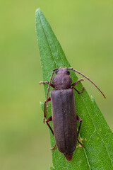 a longhorn beetle - Arhopalus rusticus
