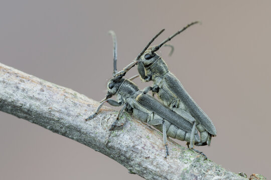 a longhorn beetle - Phytoecia nigricornis