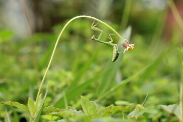 praying mantis on a green grass