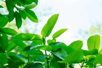 Mitragyna speciosa (Kratom leaves). The leaves of the tree are a mild stimulant, and were...