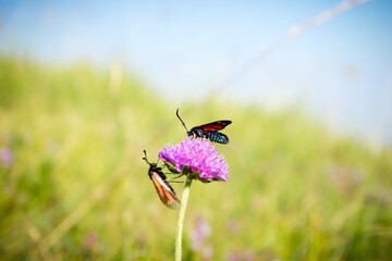 Scarlet tiger moth on clover flower close up.