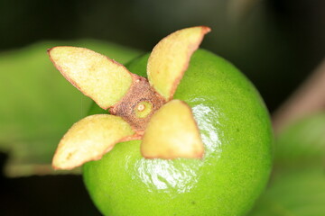 close up of guava