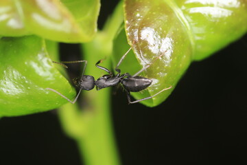 ants on a leaf