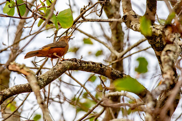 Orange thrush from the bottom up in selective focus