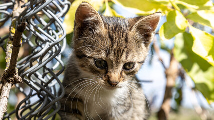Fototapeta premium Little fluffy kitten next to a fence in the nature