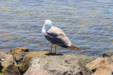 Portrait of the seagull against the Black sea