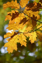 Herbstblätter