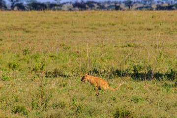 Lion cub defecating in savannah in Serengeti national park, Tanzania