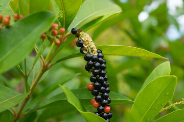 Citharexylum spinosum is a species of flowering plant in the family Verbenaceae that is native to southern Florida in the United States, the Caribbean, Guyana, Suriname, and Venezuela. 