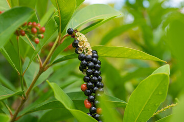 Obraz premium Citharexylum spinosum is a species of flowering plant in the family Verbenaceae that is native to southern Florida in the United States, the Caribbean, Guyana, Suriname, and Venezuela. 