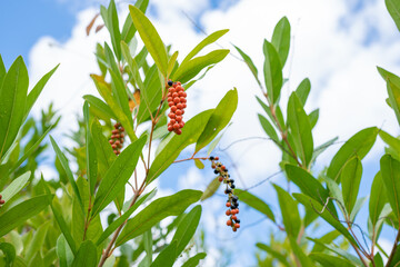 Citharexylum spinosum is a species of flowering plant in the family Verbenaceae that is native to southern Florida in the United States, the Caribbean, Guyana, Suriname, and Venezuela. 