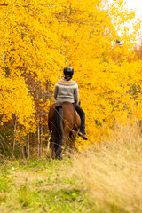 Icelandic horse in autumn season enviroment in Finland. Female rider.