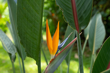 Strelitzia reginae, commonly known as the crane flower, bird of paradise, or isigude in Nguni,[3]...