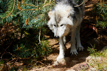 white gray polar wolves