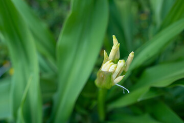 Plants and flowers of Honolulu, Oahu, Hawaii. Crinum asiaticum, commonly known as poison bulb, giant crinum lily, grand crinum lily, spider lily