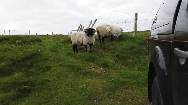 Sheep next to black pickup truck in Ireland.