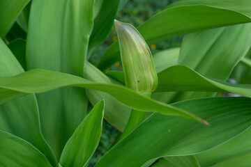 Plants and flowers of Honolulu, Oahu, Hawaii. Crinum asiaticum, commonly known as poison bulb, giant crinum lily, grand crinum lily, spider lily