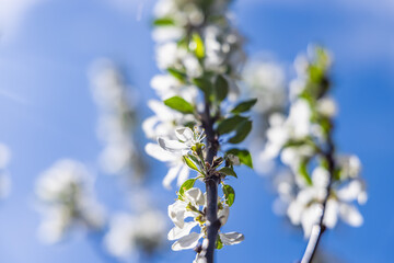 A zoomed in image of an apple tree branch full of white flowers , few other blurred branches can be seen in the background, on a bright sunny day. 