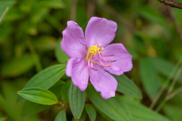 Melastoma septemnervium are erect shrubs or small slender trees with 5 petal, medium-sized, pink flowers. Ho'omaluhia Botanical Garden 