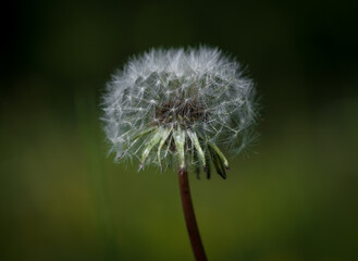 A closeup of a dandelion at spring in saarland, with copy space