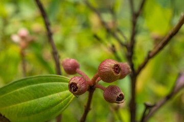 Melastoma septemnervium are erect shrubs or small slender trees with 5 petal, medium-sized, pink flowers. Ho'omaluhia Botanical Garden 