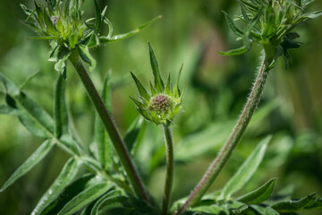 A arable widow flower closeup at spring with beautiful bokeh