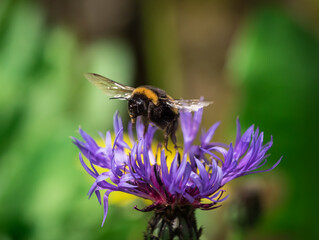 A cute bumblebee closeup in fly towards a flower at spring in saarland