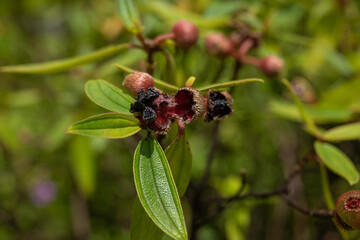 Melastoma septemnervium are erect shrubs or small slender trees with 5 petal, medium-sized, pink flowers. Ho'omaluhia Botanical Garden 