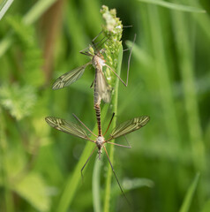 Nasty mosquitos closeup at spring in saarland