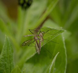 Nasty mosquitos closeup at spring in saarland