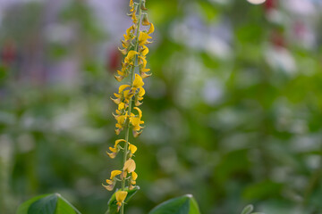 Crotalaria spectabilis, the showy rattlebox or showy rattlepod, is a species of flowering plant in the pea family Fabaceae. It is native to the Indian Subcontinent, southern China, and Southeast Asia.