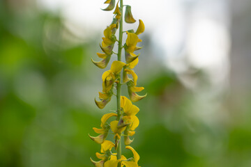 Crotalaria spectabilis, the showy rattlebox or showy rattlepod, is a species of flowering plant in the pea family Fabaceae. It is native to the Indian Subcontinent, southern China, and Southeast Asia.