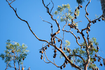Grey-headed flying foxes hanging in a tree. Australian native animal mega bat