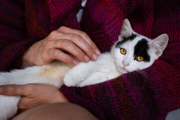 Beautiful 3 months old white kitty lying in woman's lap, being gently pet by human's hand
