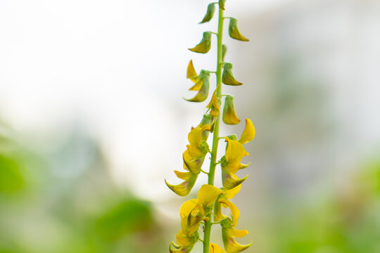 Crotalaria spectabilis, the showy rattlebox or showy rattlepod, is a species of flowering plant in the pea family Fabaceae. It is native to the Indian Subcontinent, southern China, and Southeast Asia.