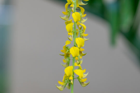 Crotalaria spectabilis, the showy rattlebox or showy rattlepod, is a species of flowering plant in the pea family Fabaceae. It is native to the Indian Subcontinent, southern China, and Southeast Asia.