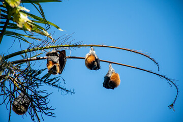 Grey-headed flying foxes hanging in a tree. Australian native animal mega bat